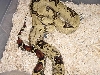 male 2