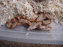 hypo