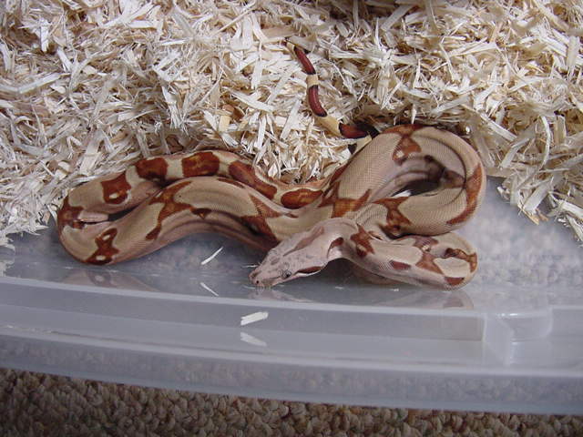hypo