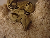 Head shot