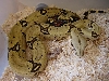 Peruvian female one
