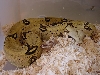 Peruvian female one a