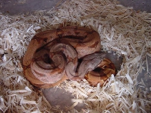 hypo89