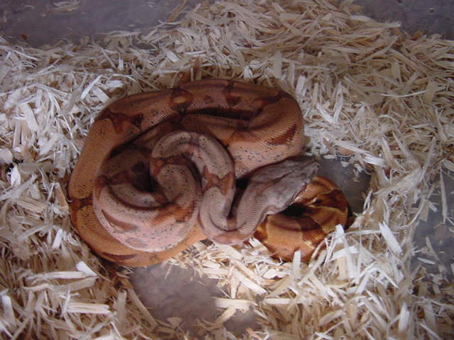 hypo89