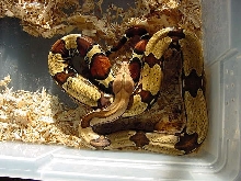 female suri 2