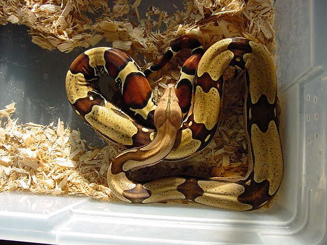 female suri 2
