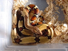 female suri 3