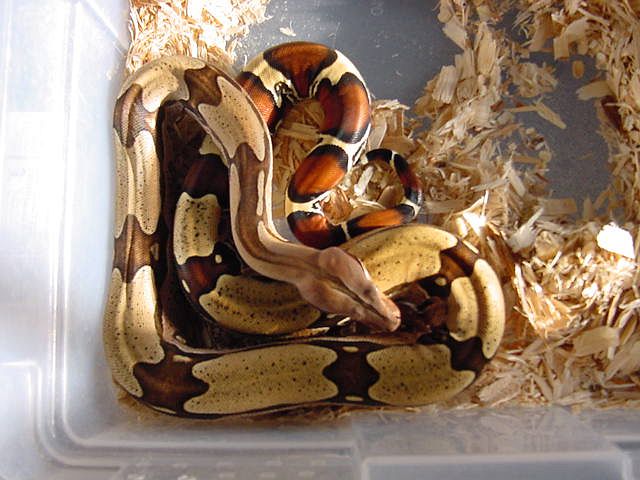 female suri 3