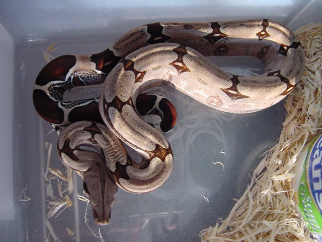 Suri male 1