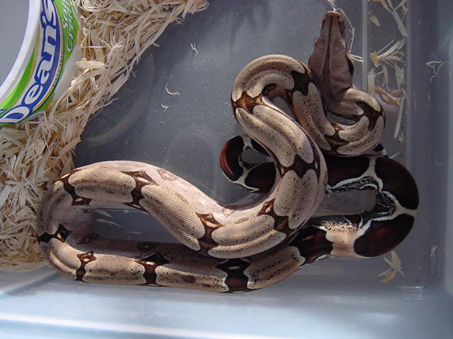 Suri male2