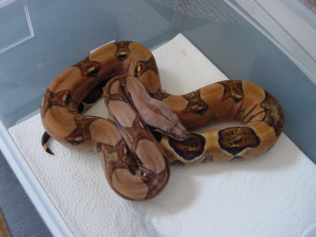 holdback M