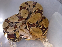 DH squaretail