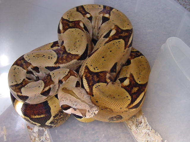 DH squaretail
