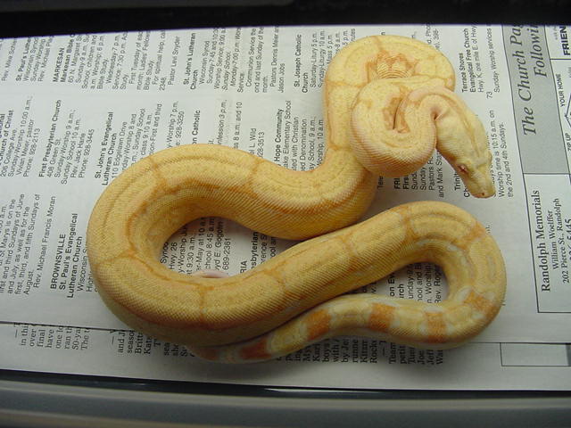 Albino Arabesque