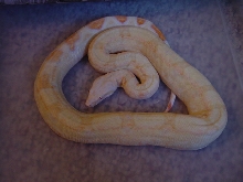 male albino