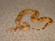 clean hypo