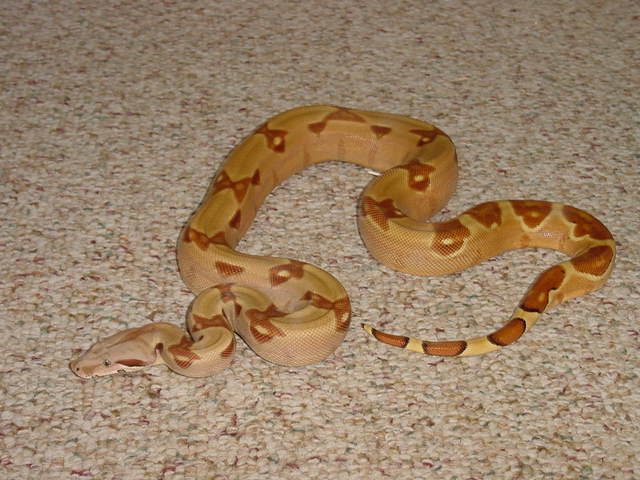 clean hypo