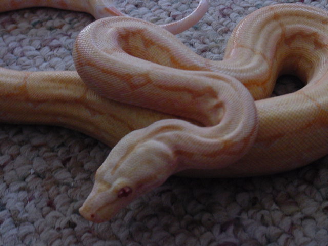 arab5