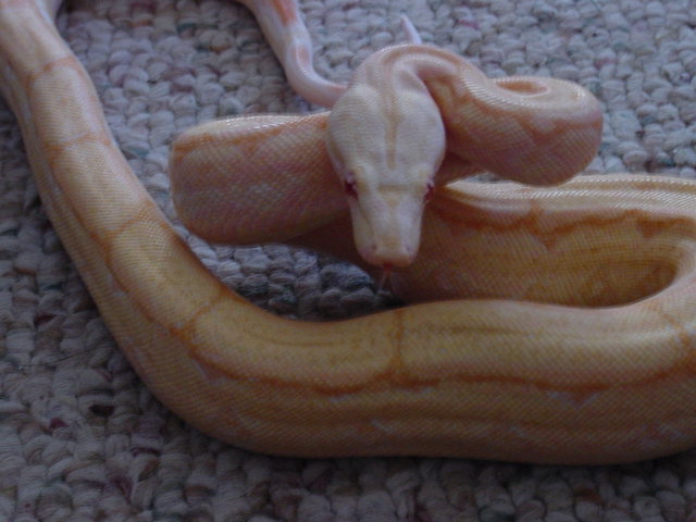 arab6