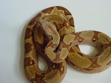 clean hypo 1