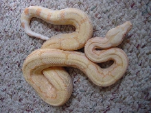 arab6