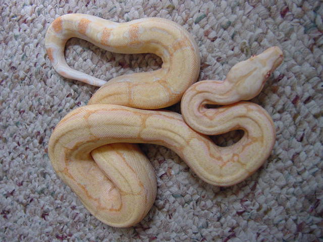 arab6