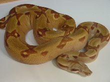 clean hypo2