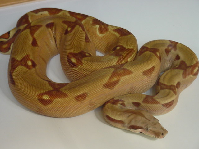 clean hypo2