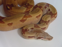 clean hypo3