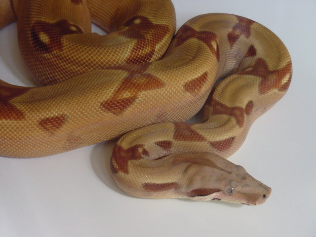 clean hypo3