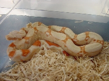 albino