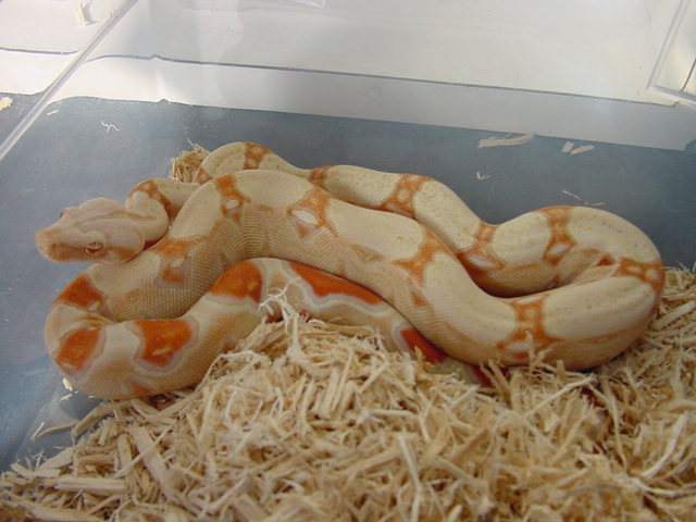 albino