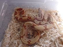 hypo78