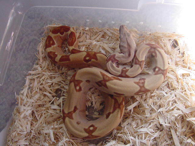 hypo78