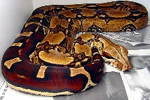 Laddertail Suriname