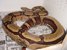 genetic reverse stripe female