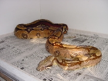 genetic reverse stripe male