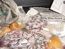 Pastel Litter