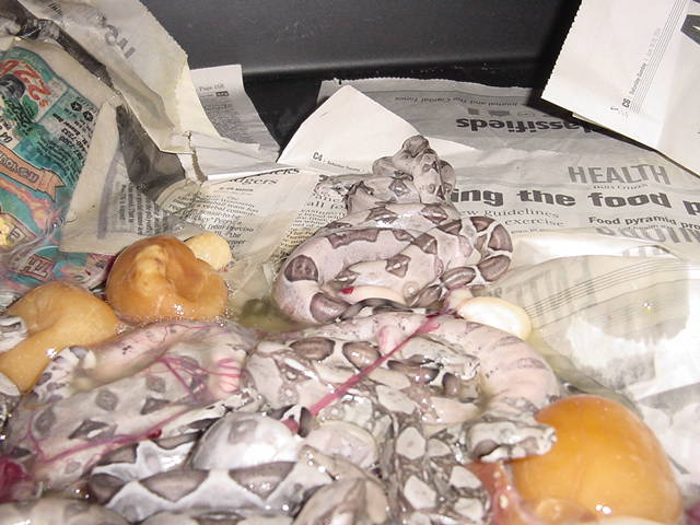 Pastel Litter