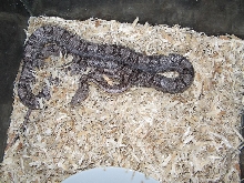 '03 Anery Motley Female