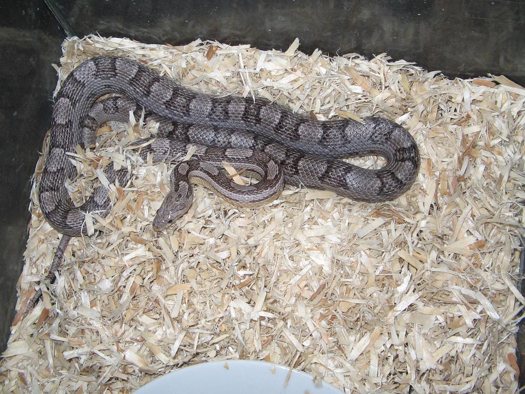 '03 Anery Motley Female
