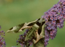 unknown moth