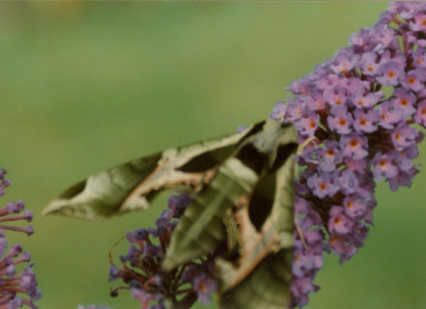 unknown moth