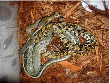 Unknown beauty snake pict. 1
