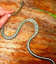 Unknown Beauty snake - 2