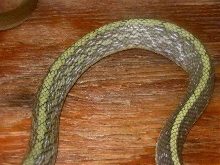 Unknown Beauty snake - mid-body shot