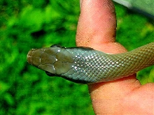 Unknown Beauty snake - head shot
