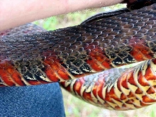 Northern Water Snake (Delaware)_03