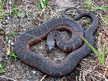 Northern Water Snake (Delaware)_01