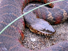Northern Water Snake (Delaware)_02